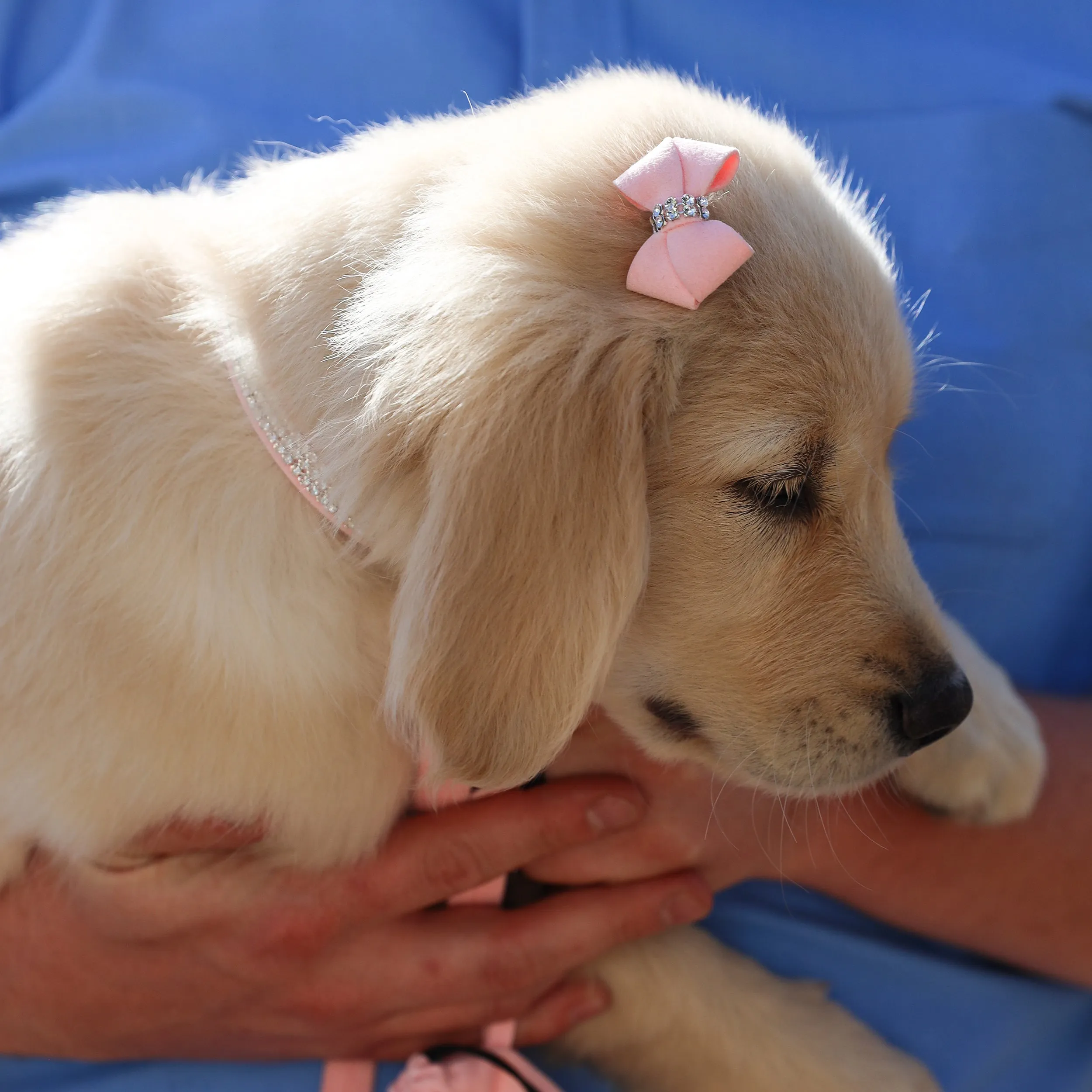 Nouveau Bow Hair Bow